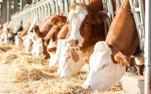 Enhancing Livestock Production with Bacillus and Ammonia-Oxidizing Bacteria